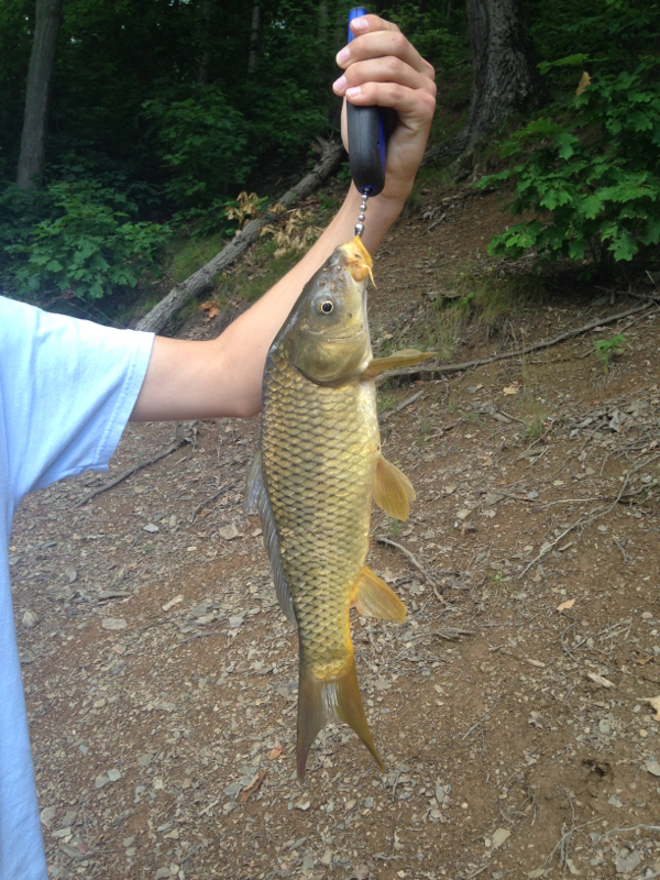 Blue Marsh Lake PA Fishing Reports, Map & Hot Spots