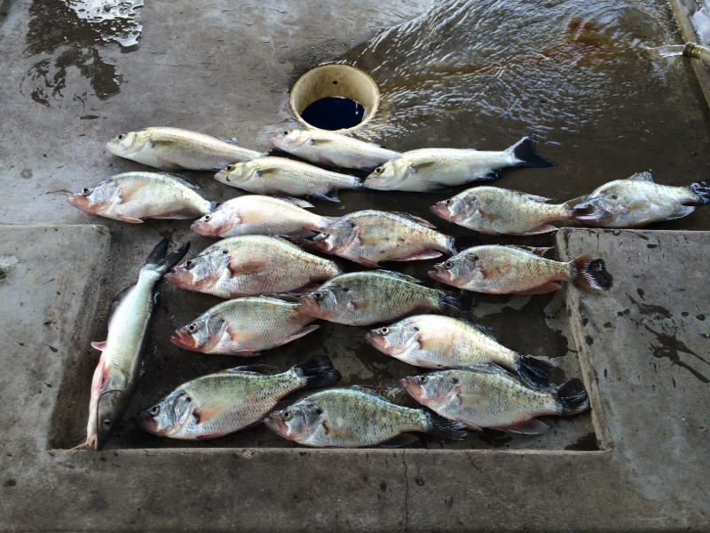 Joe Pool Lake TX Fishing Reports Map Hot Spots