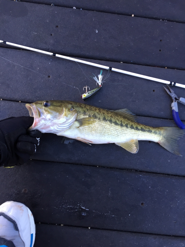 Mountain Island Lake NC Fishing Reports, Map & Hot Spots