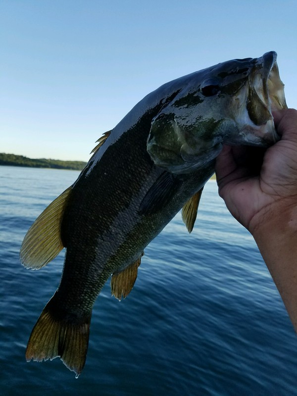 Beaver Lake AR Fishing Reports, Map & Hot Spots