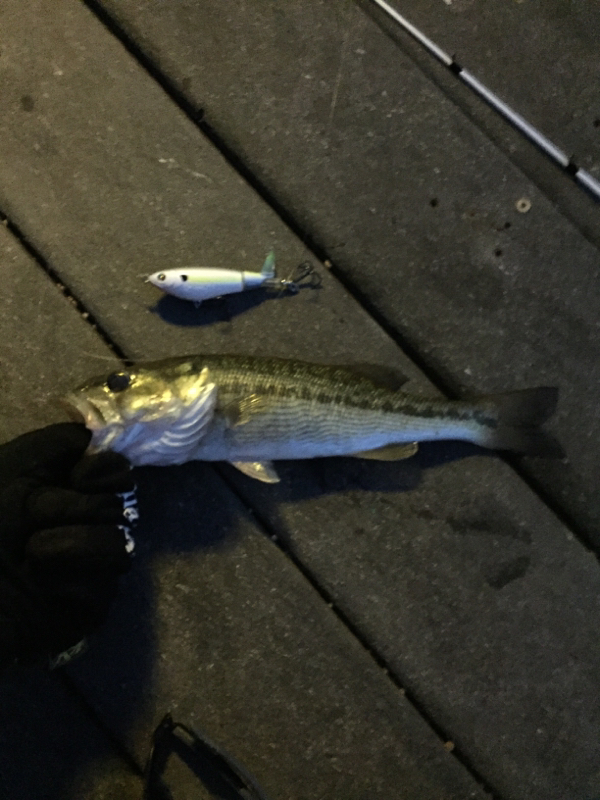 Mountain Island Lake NC Fishing Reports, Map & Hot Spots