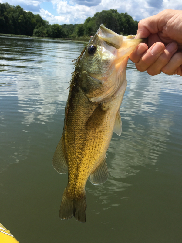 Lake Arthur PA Fishing Reports, Map & Hot Spots