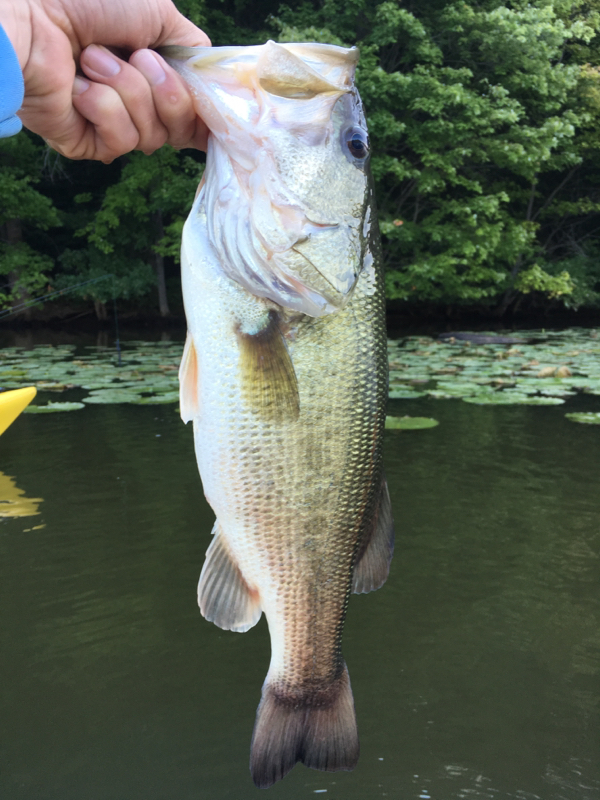 Lake Arthur PA Fishing Reports, Map & Hot Spots