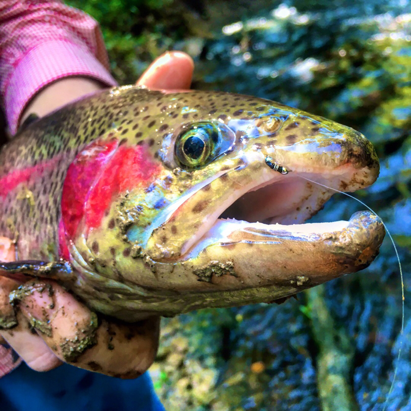 Obey River Tailwaters TN Fishing Reports, Map & Hot Spots