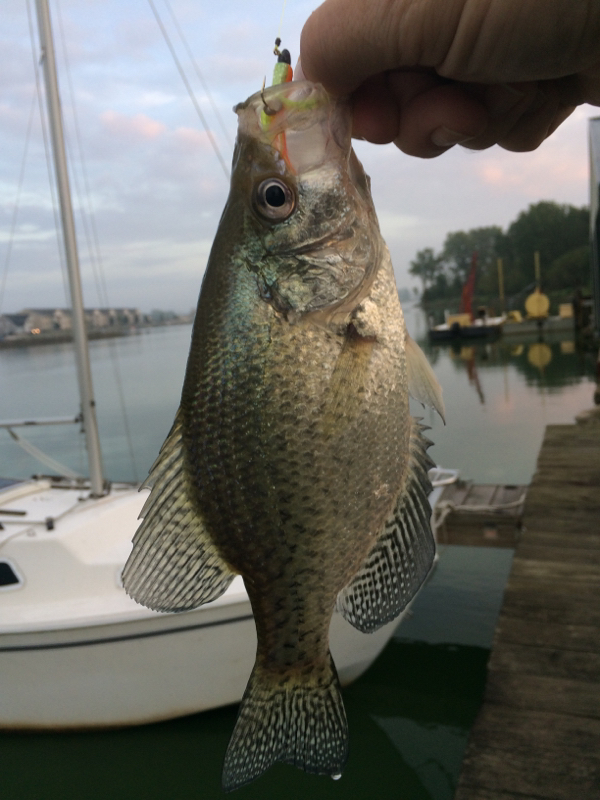 Grand Lake St. Marys OH Fishing Reports, Map & Hot Spots