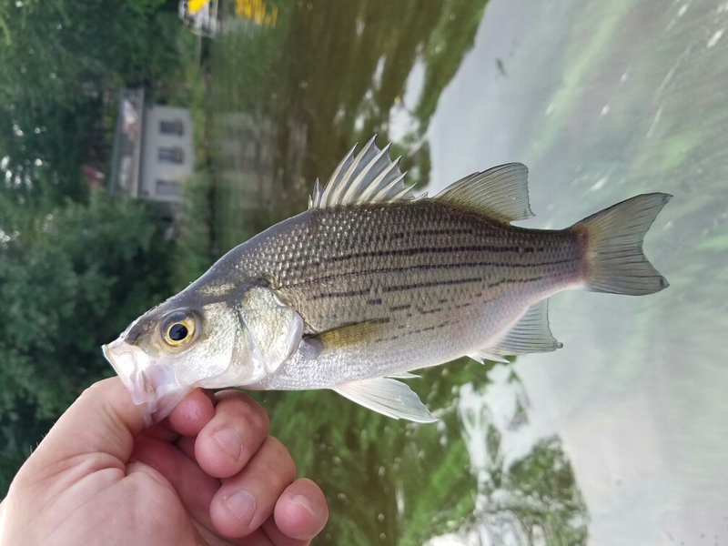 Lake Wisconsin WI Fishing Reports, Map & Hot Spots