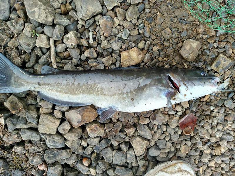 lake-arthur-pa-fishing-reports-map-hot-spots