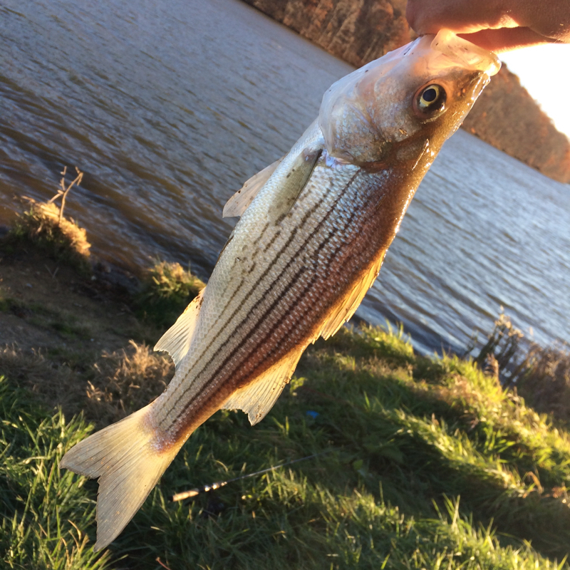 Lake Arthur PA Fishing Reports, Map & Hot Spots