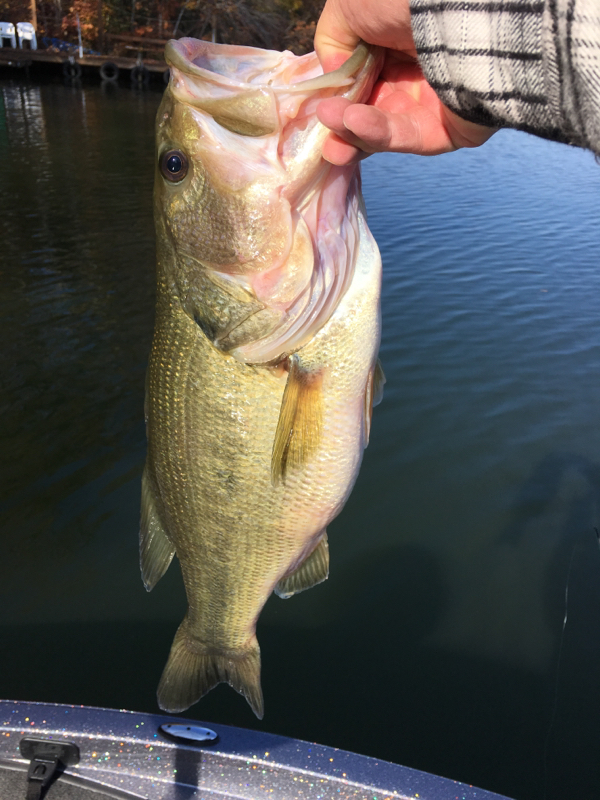 Lake Anna VA Fishing Reports, Map & Hot Spots
