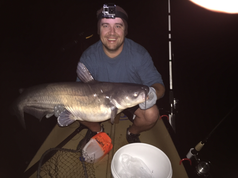 Caught a Blue Catfish on Lake Norman using a Cut Shad